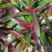 BROMELIAD NEOREGELIA - ASSORTED Sydney's Plant Market